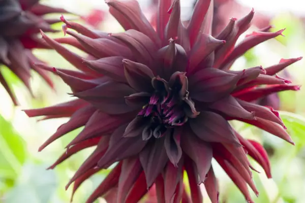 Dahlia 'Black Narcissus'