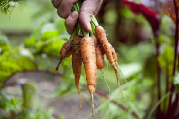 Morcovul daucus „Amsterdam forțând 3”