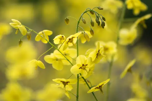 Epimedium x versicolor 'sulphureum'