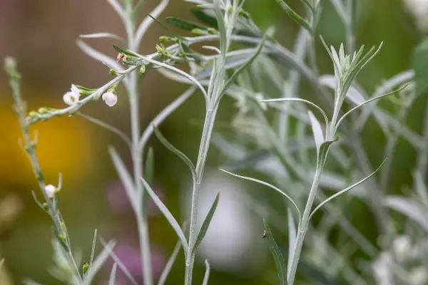Gomphostigma virgatum