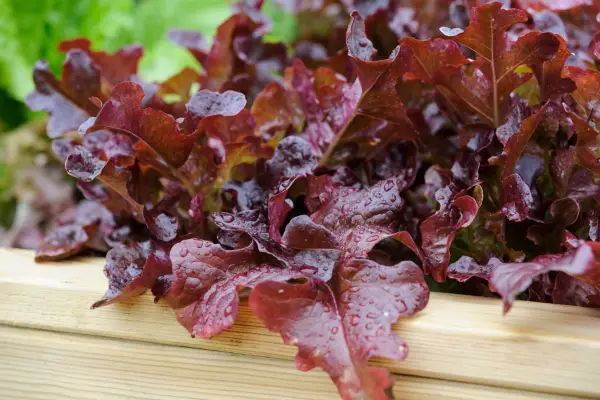 Cut-and-come-again salad leaves