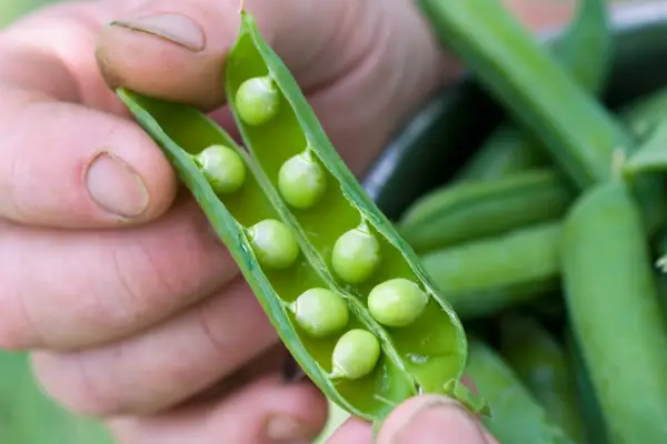 Peas 