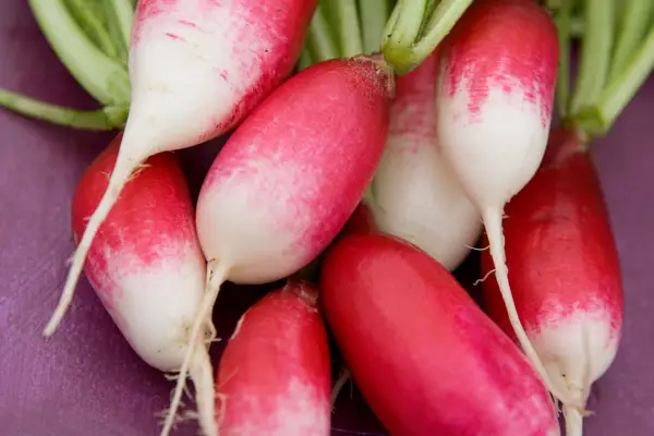 Radish 