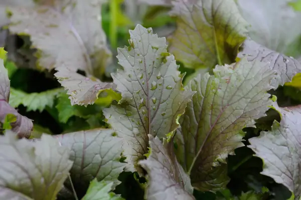 Japanese and Chinese leaves