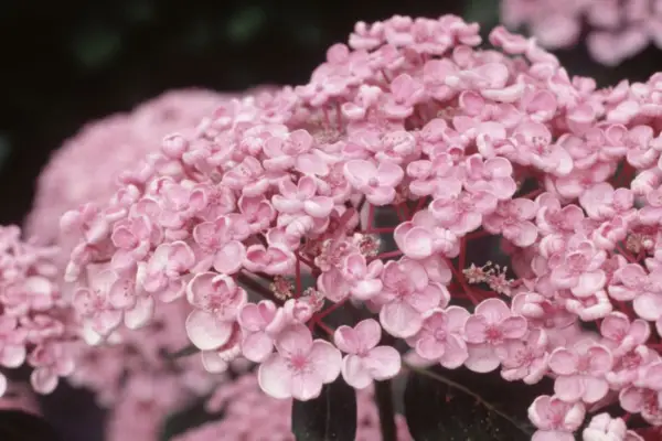 En Maritimea Hydralysa af Ayesha