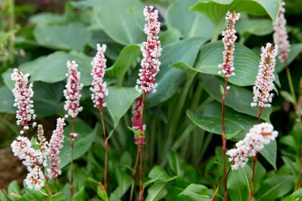 Persicaria 관련 'Superba'