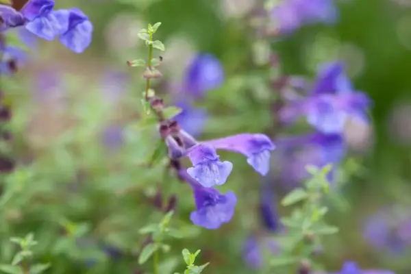 Scutellaria scredifolia