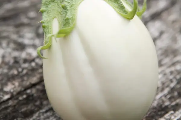 Solanum Medongena 'Clara'