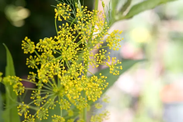 Yellow flowers of dill (Anethum graveolens)