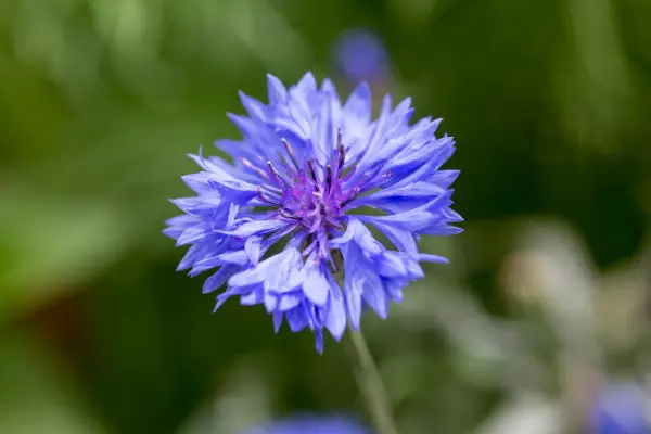 Cornflower (Centaurea cyanus)
