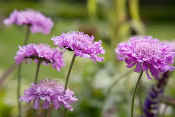 Scabiosa columbaria 