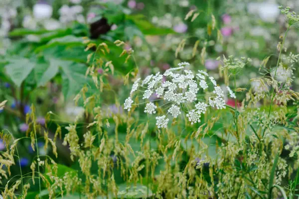 Ammi majus