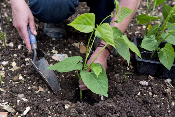 Planting out French beans