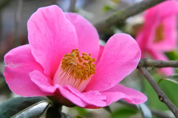Pink flowers to grow - Camellia x williamsii 