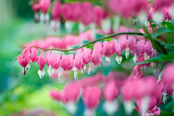 Pink flowers to grow - bleeding heart