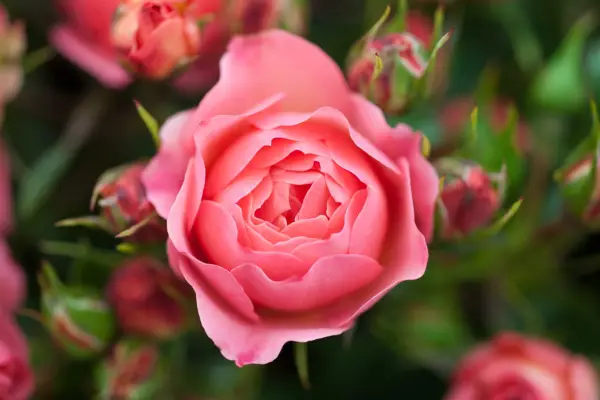 Pink flowers to grow - Rosa 