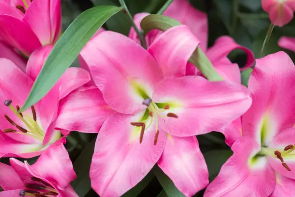 Pink flowers to grow - lilies