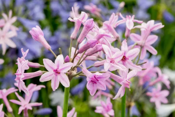 Pink flowers to grow - Tulbaghia violacea