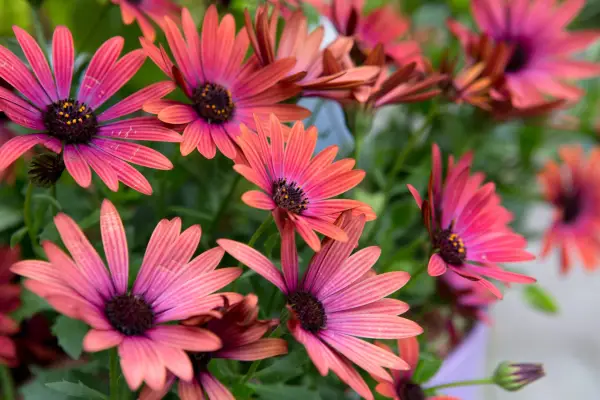 Pink flowers to grow - osteospermum