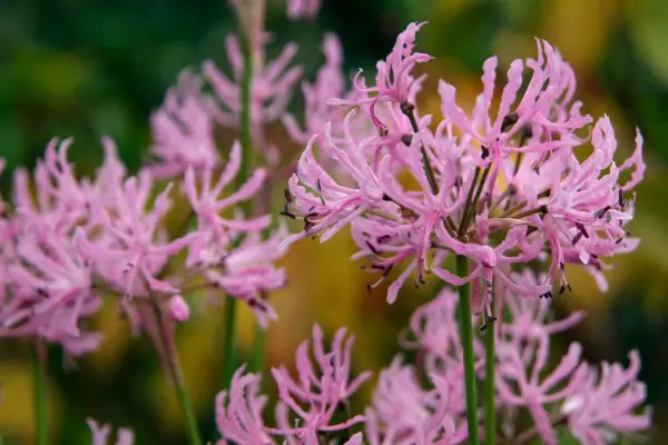 Pink nerine flowers