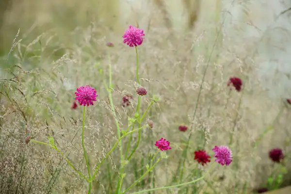Pink flowers to grow - Knautia macedonica