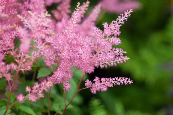 Astilbe Rheinland