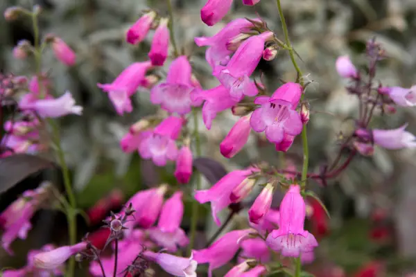 Pink flowers to grow - penstemons