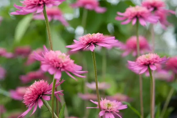 Echinacea Southern Belle