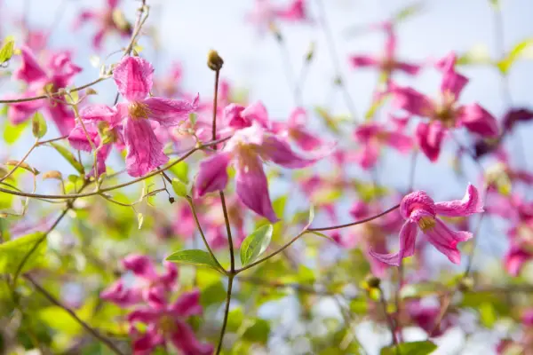 Clematis Confetti