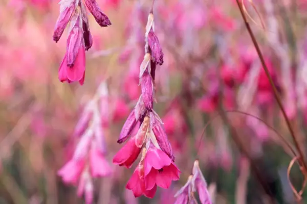 Dierama pulcherrimum 