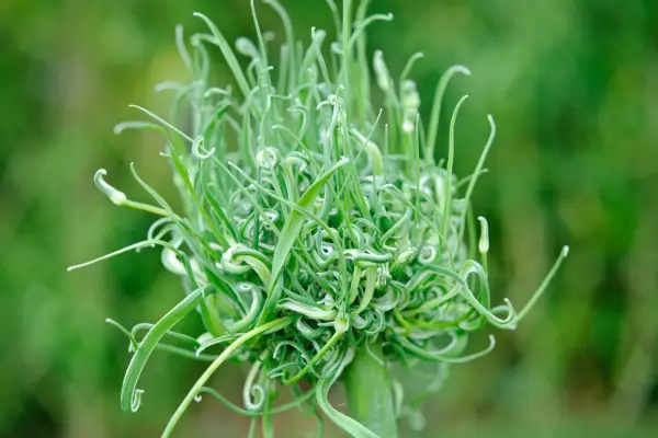 Allium Vineale 'Dready'