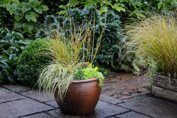 Cornus, carex and sedum