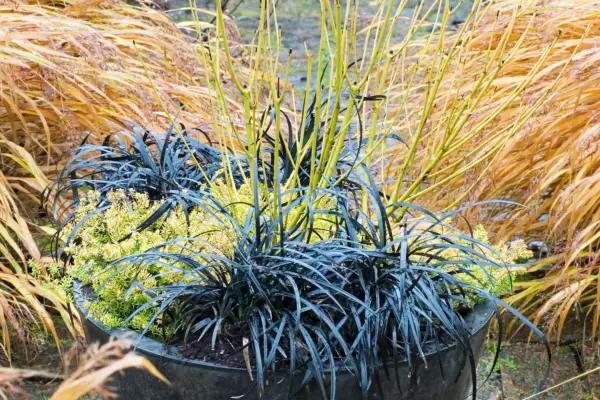 Ophiopogon and cornus winter container