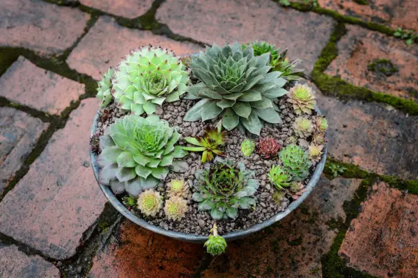 Sempervivum dish