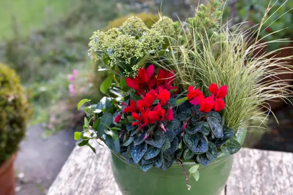 Cyclamen, carex and skimmia