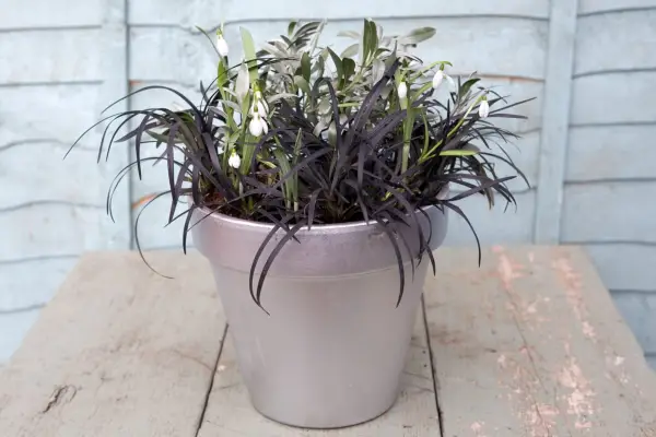 Winter plants for pots - snowdrops