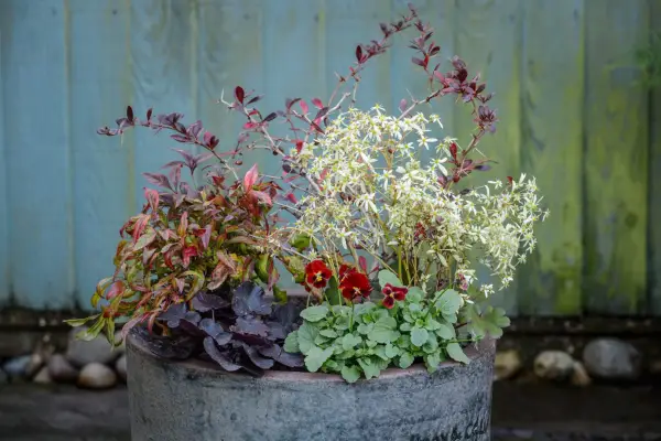 Nandina, heuchera and berberis