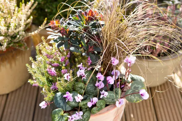 Heather, cyclamen and euphorbia