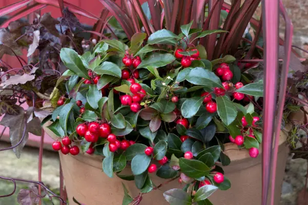 Wintergreen, Gaultheria procumbens