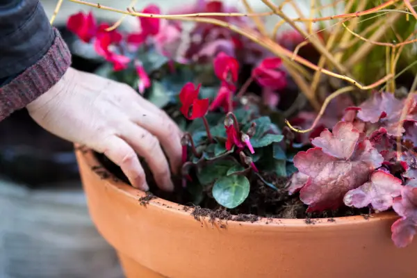 Planting cyclamen in a pot