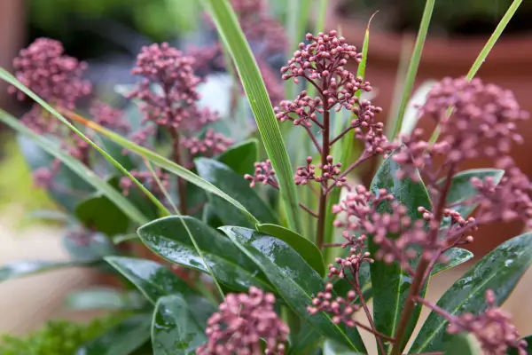 Skimmia japonica 