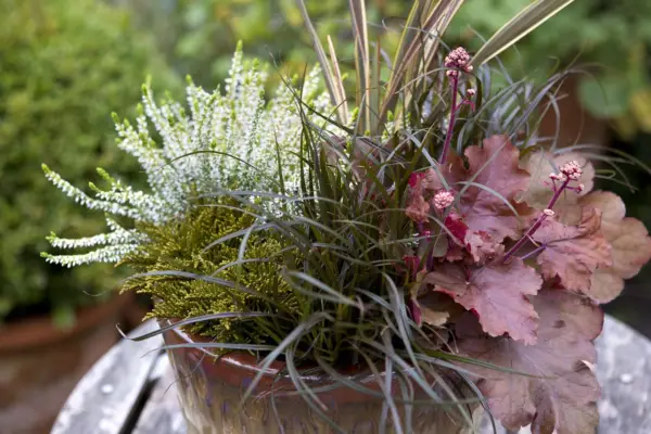 Phormium and heuchera pot display