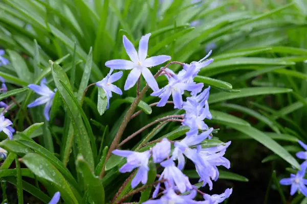 Chionodoxa Luciliae
