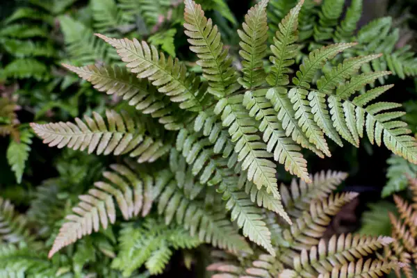 Dryopteris erytrosora