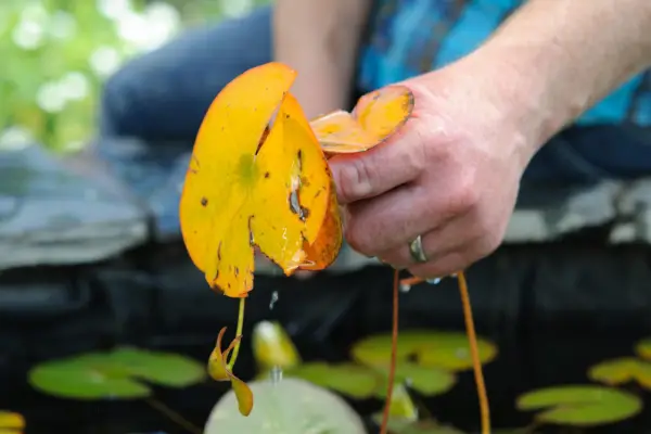 Clearing decaying water lily pads from a pond
