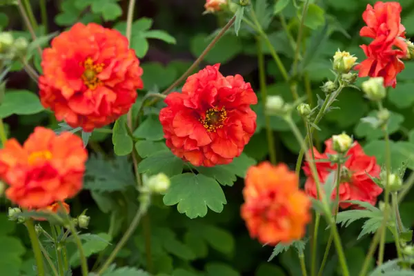 Geum 'Sunset Blazing'