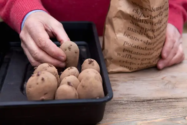 Placing seed potatoes in a tray with most eyes facing upright to sprout - chitting