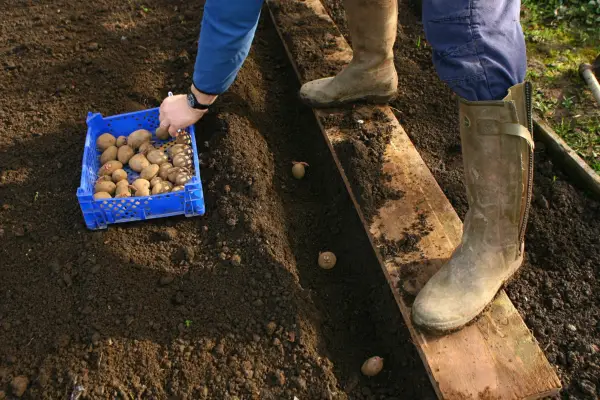 Planting seed potatoes 38cm apart in a row dug 15cm deep alongside a plank of wood