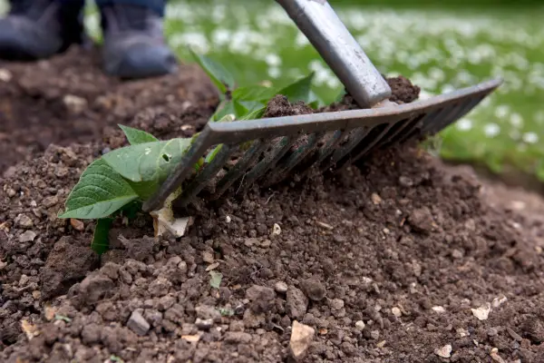 Raking earth up around the stems of a young potato plant