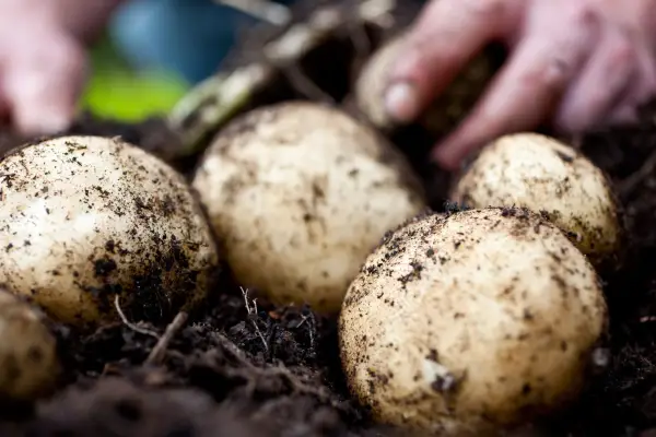 Harvesting maincrop potatoes